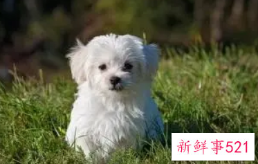 吸金聚财的宠物名字