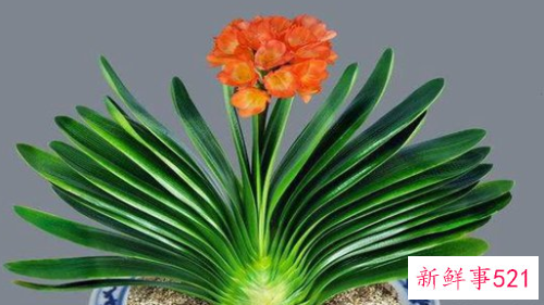 明财位放什么植物旺财又吉利