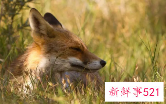 野生动物保护级别系数