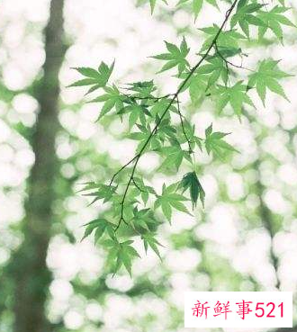 寓意好运的微信头像