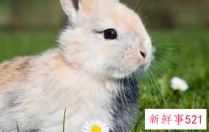 属兔男和属蛇女相配吗