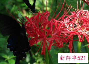 红色彼岸花花语和寓意