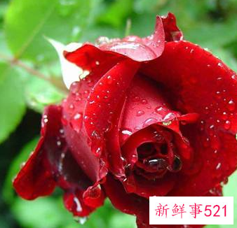 寓意好运的微信头像