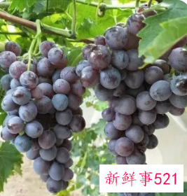 水晶葡萄功效与作用