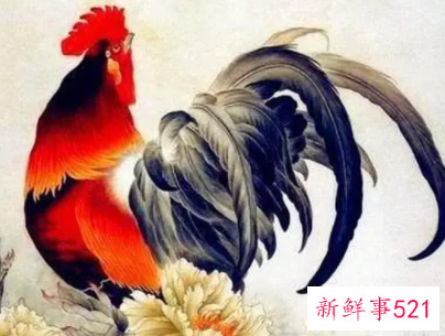 属鸡的嫁给属鸡的好不好