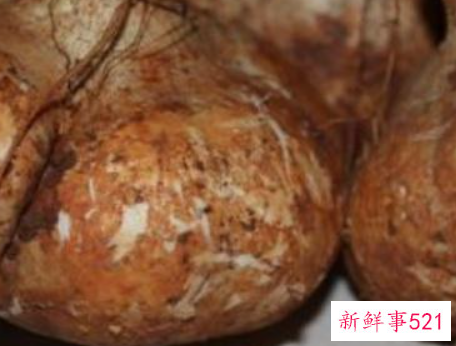 豆薯的养护知识