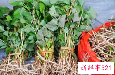 鱼腥草的功效作用