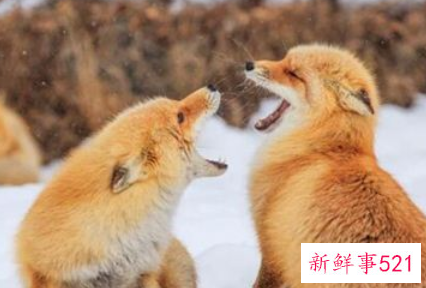 梦见白色九尾狐是什么意思