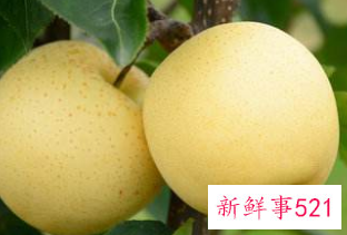 梨的营养价值和梨的吃法