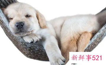 梦见动物死亡代表什么