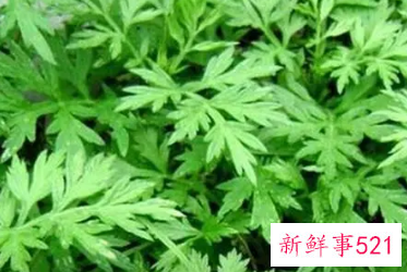 艾草功效和作用