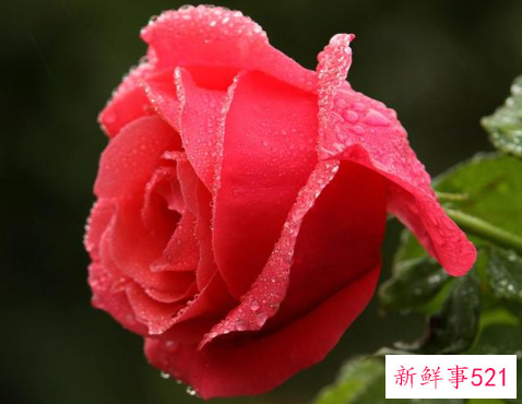 12星座守护花以及花语