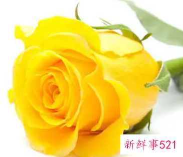 七月能给水瓶座带来好运的花