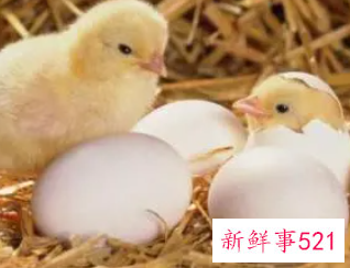 女人梦见一群小鸡仔