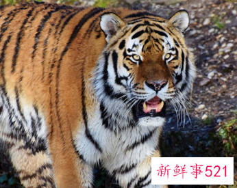 属虎今年桃花运势如何