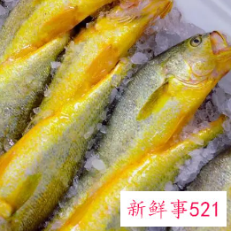 野生黄鱼怎么保存更新鲜