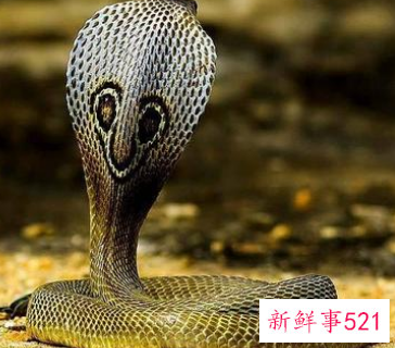 梦见活蛇是什么意思