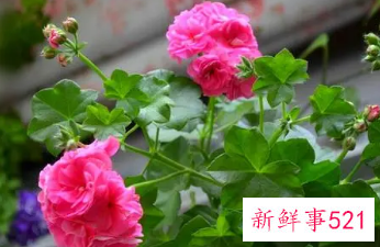 用植物驱赶蚊虫有驱蚊虫效果的植物