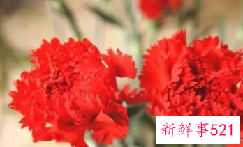 康乃馨的象征和花语