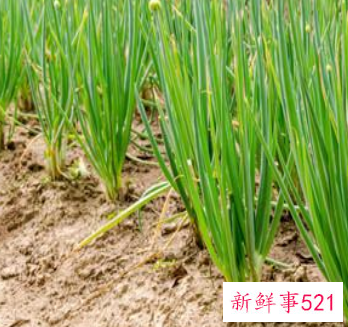 韭菜热敷的作用