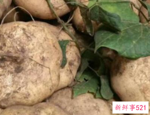 豆薯的养护知识