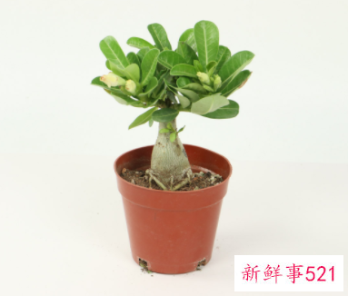 沙漠玫瑰用什么土栽培