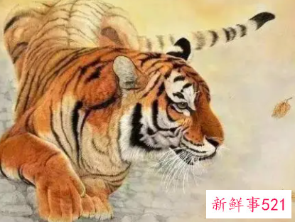 为什么不能找属虎的男人