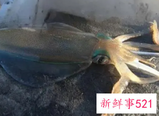 梦到抓鱿鱼是什么意思