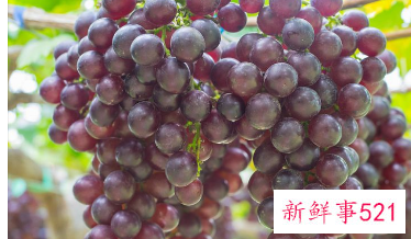 水晶葡萄功效与作用