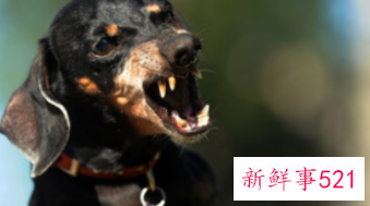 孕妇做梦被狗咬的预兆