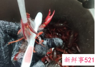 龙虾的烹饪方法