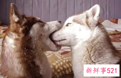 梦见和狗亲嘴是什么意思