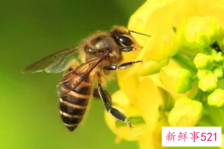 梦到一群蜜蜂会怎么样