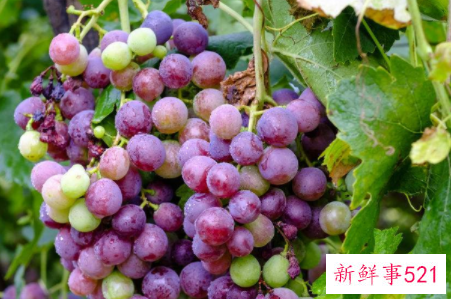 吃葡萄皮的好处和坏处