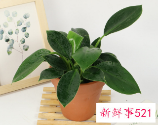 金钻烂根的解决方法