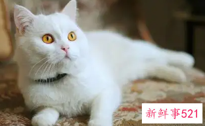 梦见白色的猫