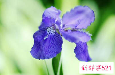 12星座守护花以及花语