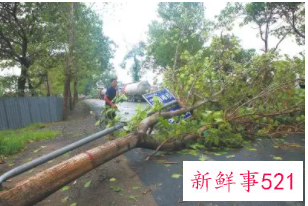 梦见一棵大树倒了