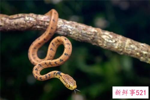 女人晚上梦见蛇好不好周公解梦