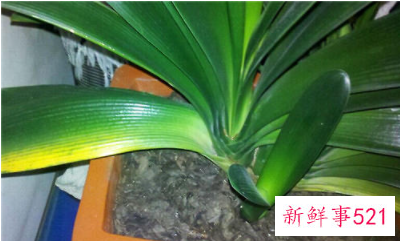 君子兰叶子发黄怎么办