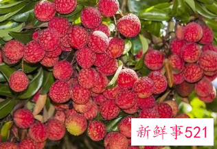 荔枝的食用价值