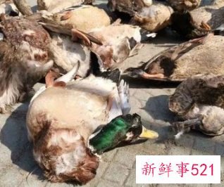 动物对生态环境的影响