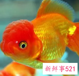 在家中如何养好金鱼