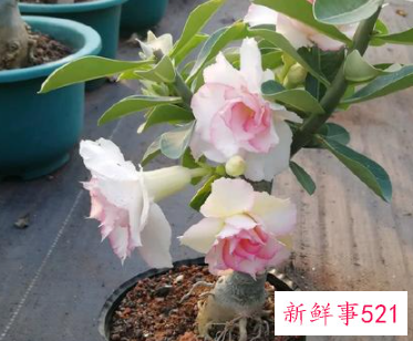 沙漠玫瑰用什么土栽培