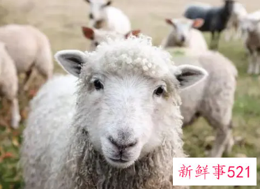 属羊人辛丑年吉祥颜色和忌讳颜色详细分析