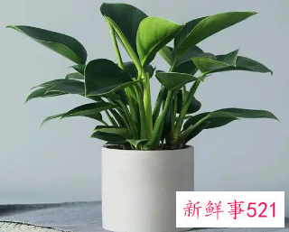 金钻烂根的解决方法