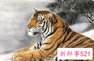 属虎1974女人今年命运