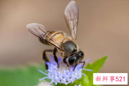 梦到一群蜜蜂会怎么样