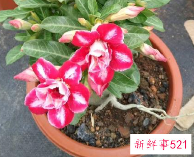 沙漠玫瑰用什么土栽培