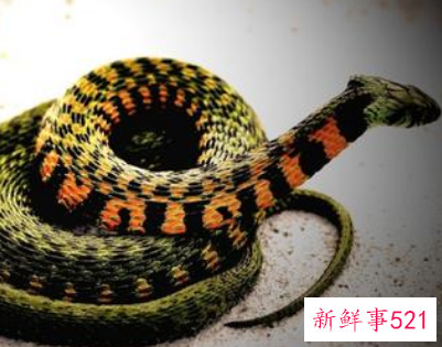 梦见活蛇是什么意思